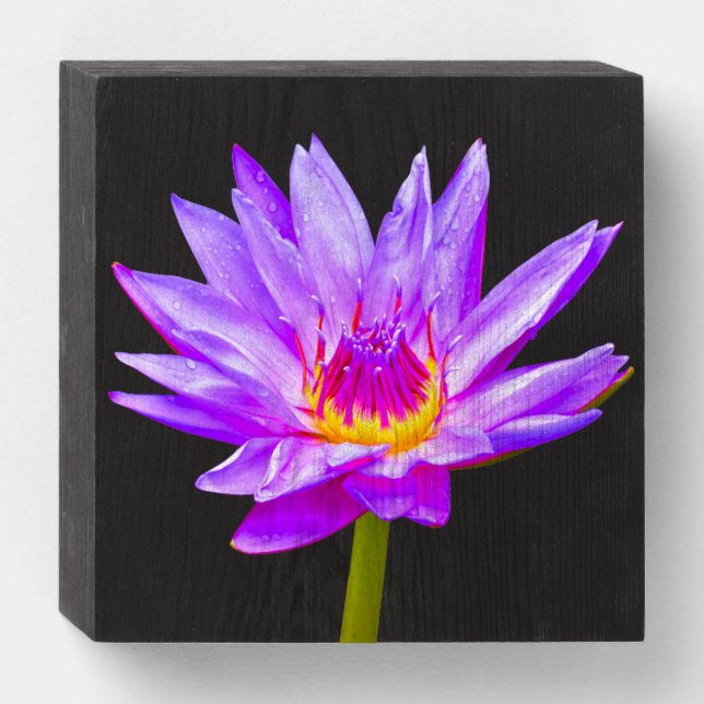 Office Cubicle Violet Lavender Water Lily Wood Box (Front Horizontal)