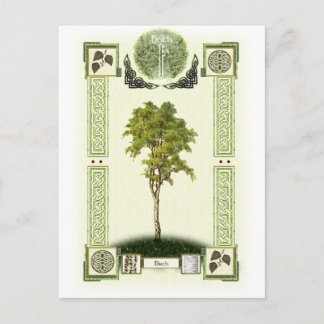 Ogham Birch Postcard