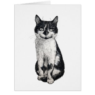 Ogie the cat cards