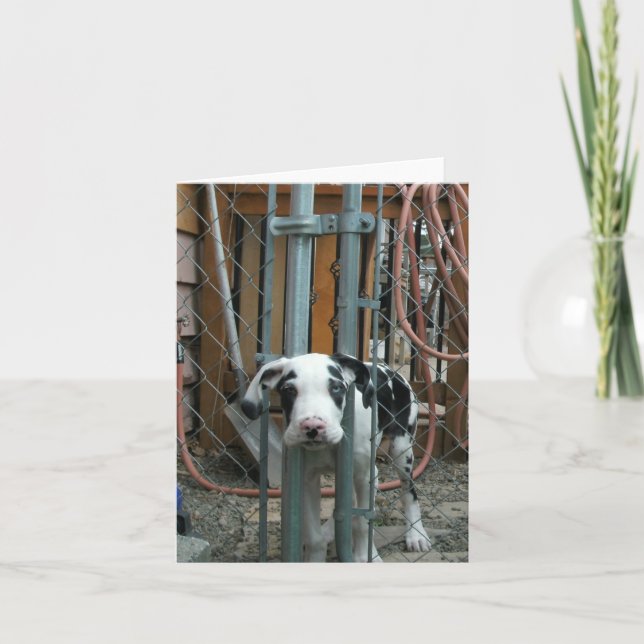 "Oh Cash!" Great Dane Puppy Card (Front)