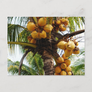 Oh Coconuts Postcard