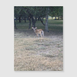 Oh Deer Magnet