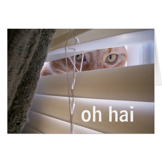 Oh Hai -- Cat in the Window Cards (Front Horizontal)