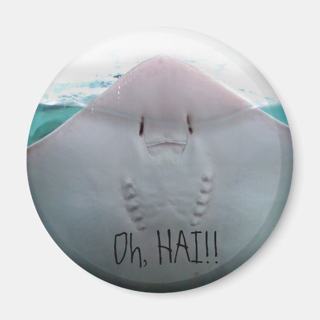 Oh, HAI! Stingray Magnet (Front)