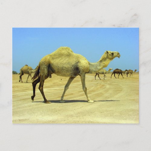 Oh happy day _ camels in the desert postcard