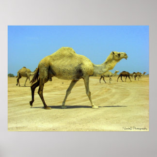 Oh happy day - camels in the desert poster