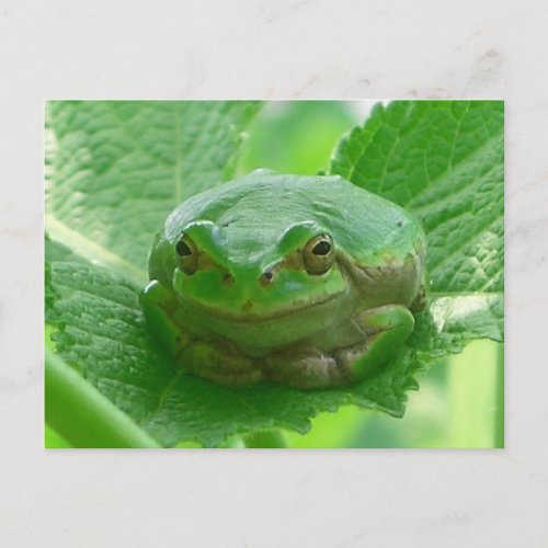 Oh happy day _ green frog close up postcard