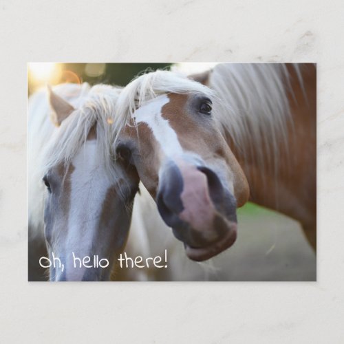 Oh Hello There Horse Photo Postcard