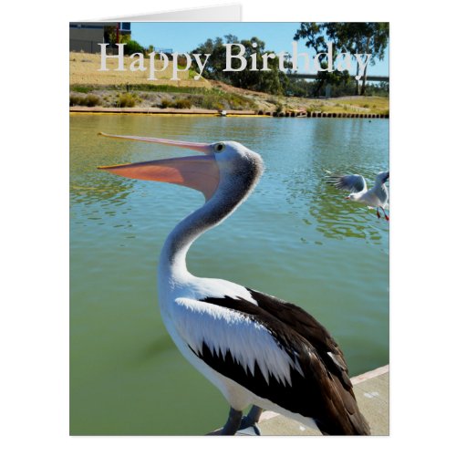 Oh Im A Happy Pelican Tra Lah Big Birthday Card