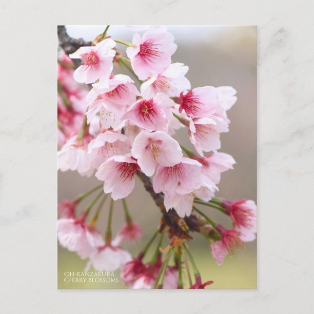 Oh-kanzakura: Cherry Blossoms Postcard (Front)