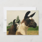 Oh, LLamaaaa (Front)