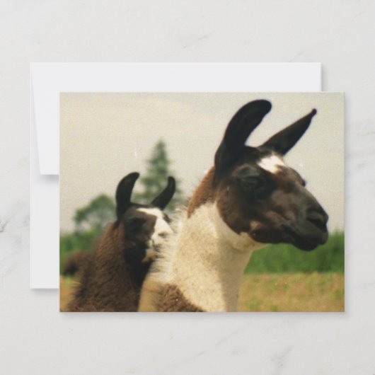 Oh, LLamaaaa (Front)