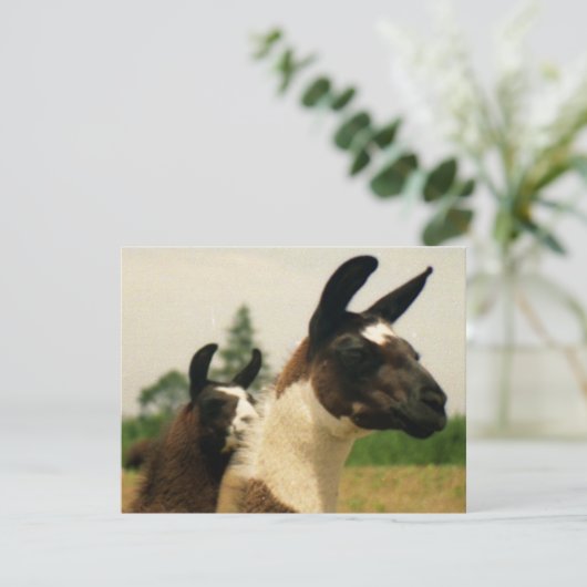 Oh, LLamaaaa (Standing Front)