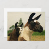 Oh, LLamaaaa (Front/Back)