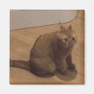 Oh no cringe cat meme magnet