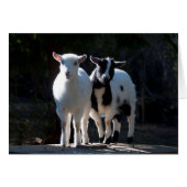 Oh So Cute Nigerian Dwarf Goats (Front Horizontal)