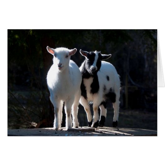 Oh So Cute Nigerian Dwarf Goats Cards (Front Horizontal)