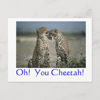 Oh!  You Cheetah! Postcard