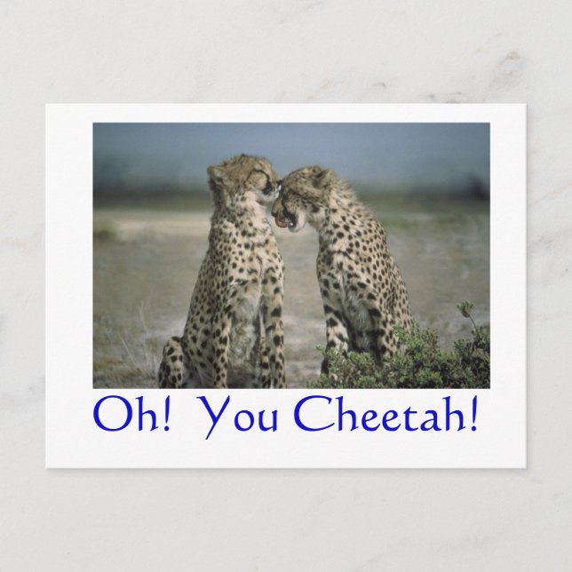 Oh!  You Cheetah! Postcard (Front)