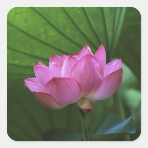 Ohga Lotus, Sankei-en Garden, Yokohama, Japan Square Sticker