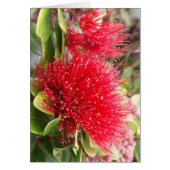 Ohia Lehua (Front)