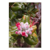 Ohia Lehua Buds (Front)