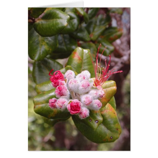 Ohia Lehua Buds Cards (Front)