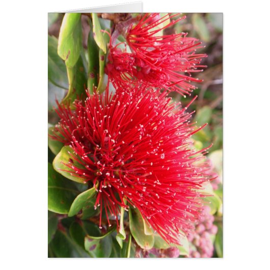 Ohia Lehua Cards (Front)