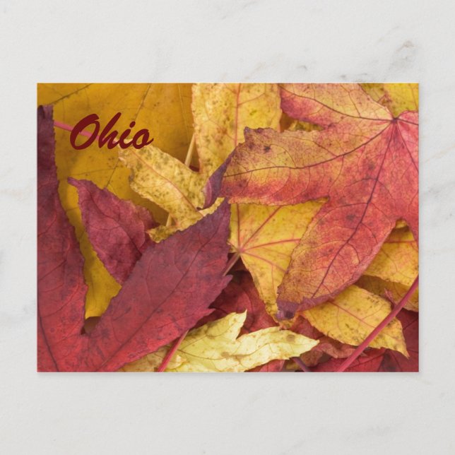 Ohio Autumn Leaves Postcard (Front)