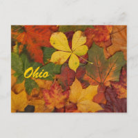 Ohio Autumn Leaves Postcard