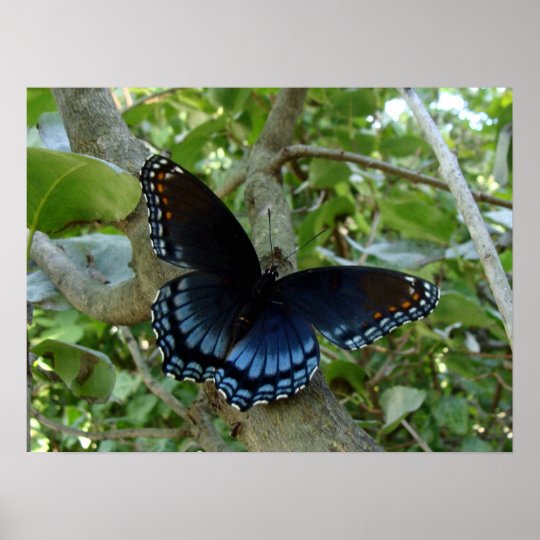 Ohio Blue Swallowtail Butterfly Poster