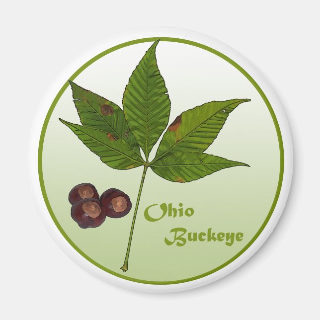 Ohio Buckeye Tree Magnet (Front)