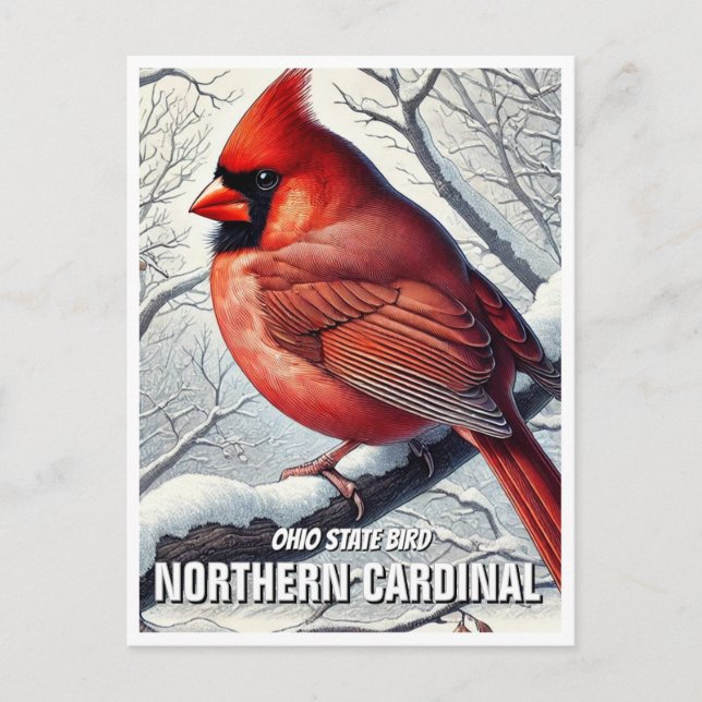 Ohio State Bird Northern Cardinal Postcard (Front)