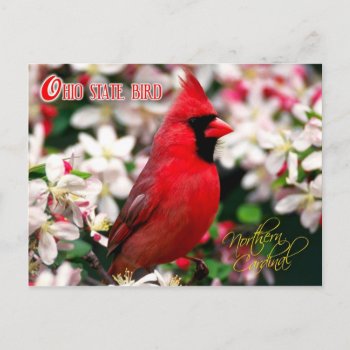 Ohio State Bird - Northern Cardinal Postcard by HTMimages at Zazzle