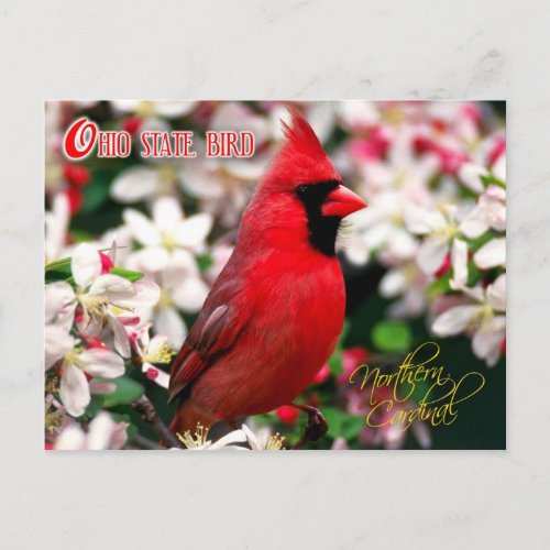 Ohio State Bird _ Northern Cardinal Postcard