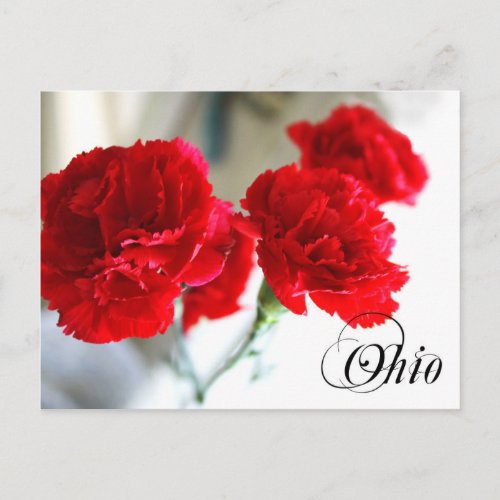 Ohio State Flower Red Carnation Postcard