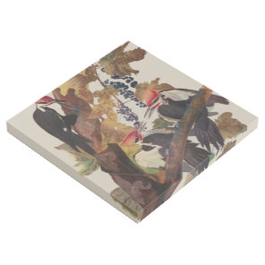 ohn James Audubon Pileated Woodpecker Bird Print