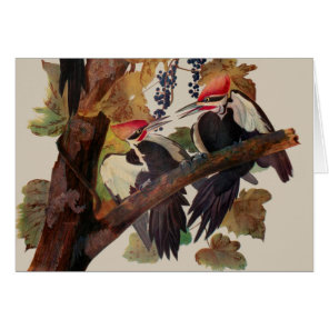 ohn James Audubon Pileated Woodpecker Bird Print Cards