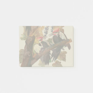 ohn James Audubon Pileated Woodpecker Bird Print Post-it Notes