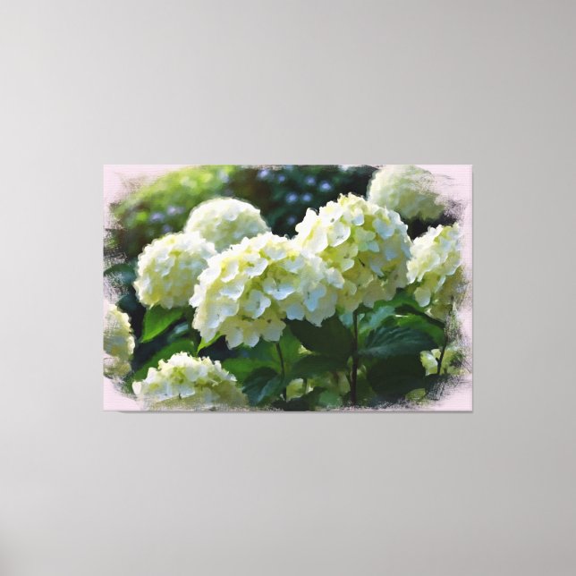 *~* Oil Hydrangea TV2 Art Stretched Canvas Print (Front)