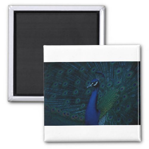 Oil painting blue_purple peacock magnet