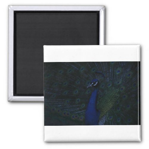 Oil painting Majestic Peacock Magnet