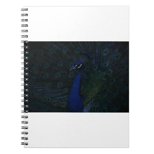 Oil painting Majestic Peacock Notebook
