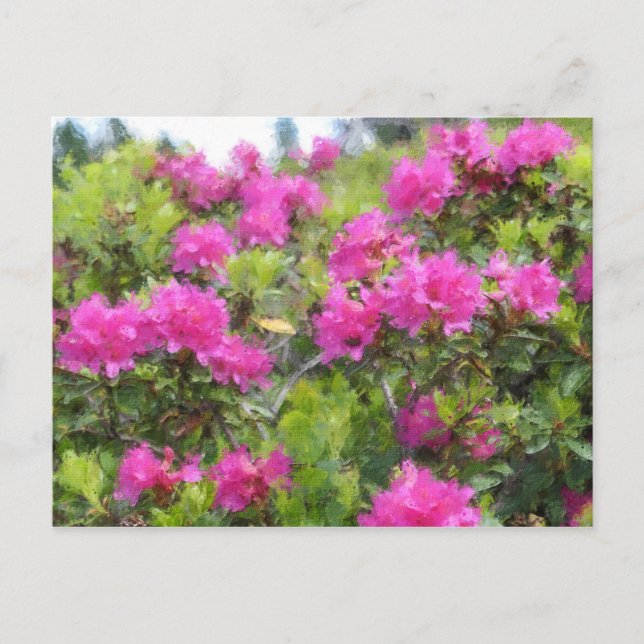 Oil painting of alpine rose rhododendon postcard (Front)