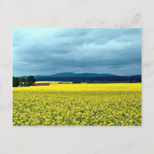 Oil-seed rape, Angus, Scotland at the Cornish Rivi Postcard