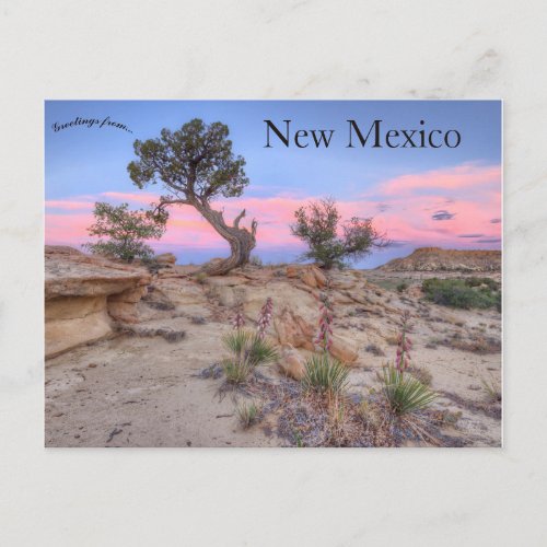 Ojito Wilderness New Mexico Postcard