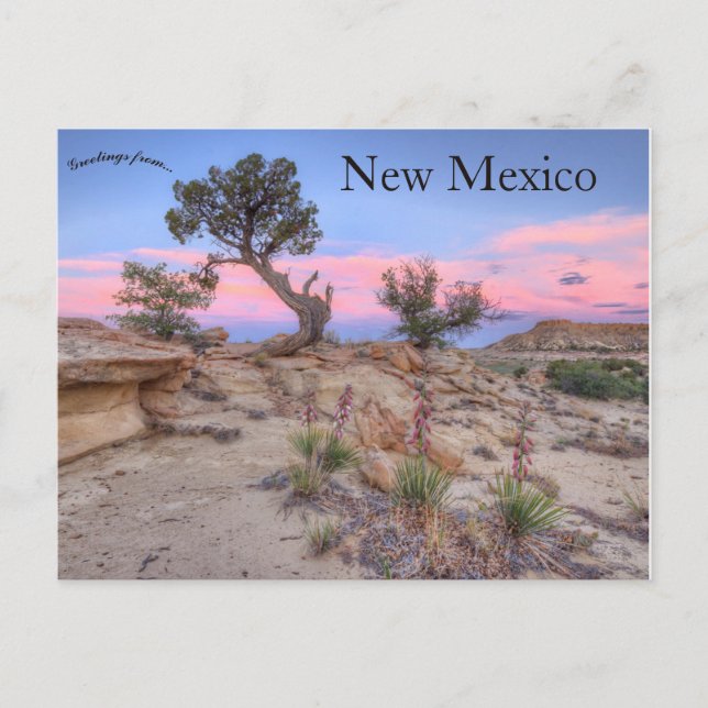 Ojito Wilderness New Mexico Postcard (Front)