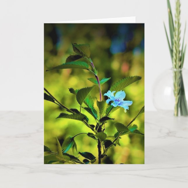 Okame Cherry Tree Blossom, card (Front)