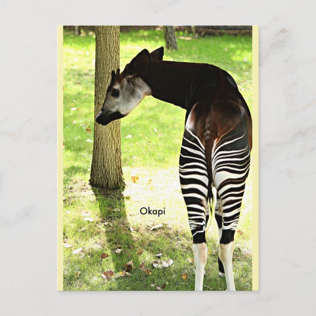 Okapi, Angola, Africa Postcard (Front)