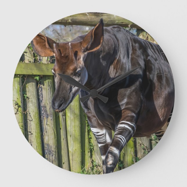 Okapi at the zoo wall clock (Front)